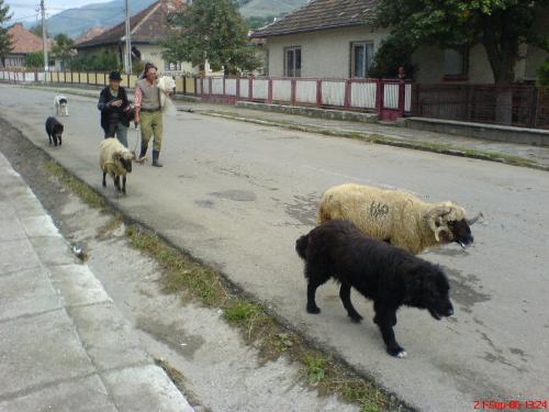 Romanian shepherd Corb - Ciobanesc de Dambovita Corb