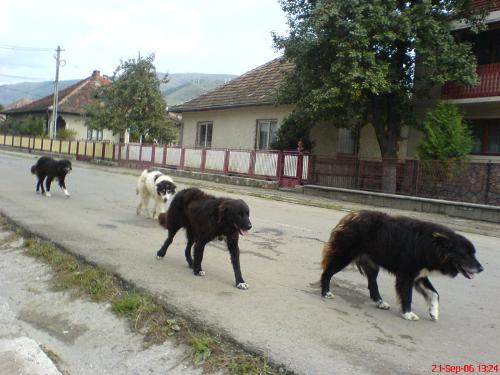 Romanian shepherd Corb - Ciobanesc de Dambovita Corb