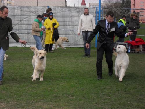 Golden Retrievers - In the show ring at CAC Brasov 2011