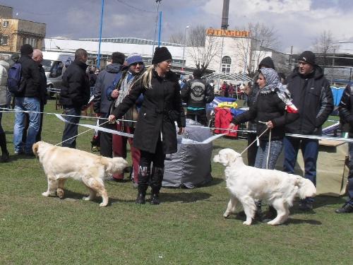 Golden Retrievers - Waiting to enter the show ring at CAC Brasov 2011