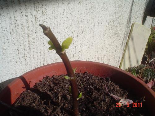 The force of life - This plant was declared dead my me and I almost threw it away. She came back to life and I´ll take special care of it from now on.