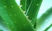 Aloe Vera - Great for humans and pets