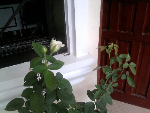 a view near my home office door... - my mom placed the potted whited rose near my door just a few days ago. now i have a view of the white rose while i'm working on my desk. :)