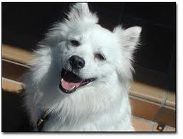 White dog and black dog.both are dogs. - Dogs men best friends.