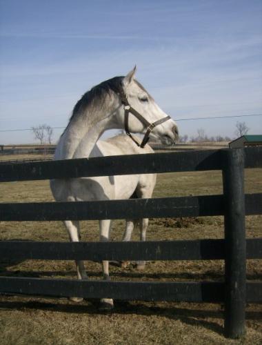 Bully - Bull inthe Heather. TB stallion who lives at Old Friends retirement home for racehorses in Lexington,Kentucky.