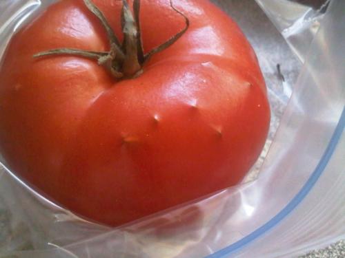 Weird Tomato - This is a tomato that seems to have something unidentifiable wrong with it. It appears that something is growing from within.