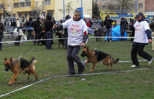 German Shepherds - In the show ring at CAC Brasov 2011