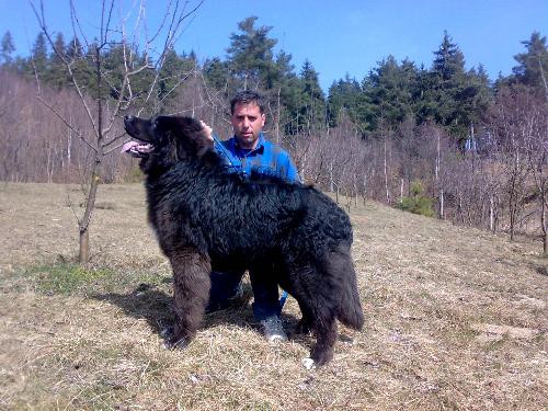Romanian shepherd Corb - Ciobanesc negru de Dambovita - Corb