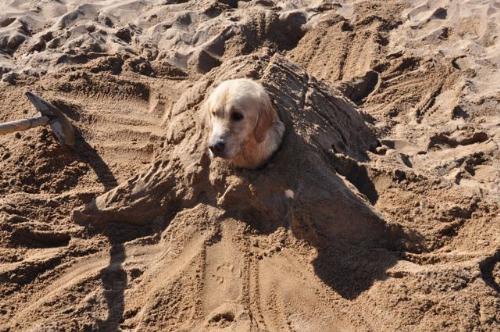 Beach baby - Look,Nico want to have a sand bath.