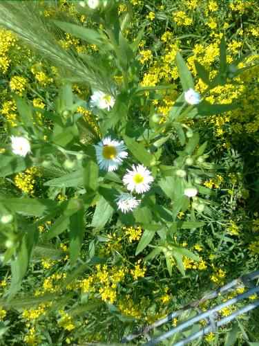 Wild flowers - The white ones look like camomile but they are not.