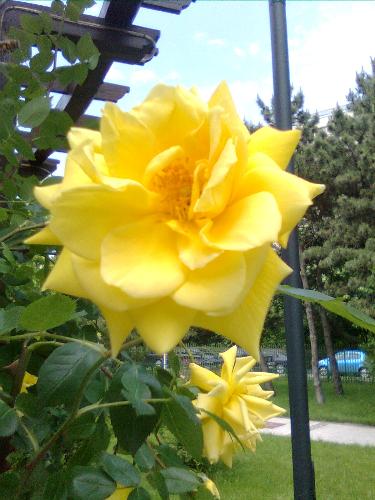 Yellow Rose - here is a yellow rose from Bucharest, Romania, in a park near my home.