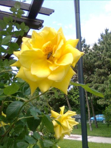 Yellow Rose with bee - Here is a bee colecting nectar from the yellow rose she's in.