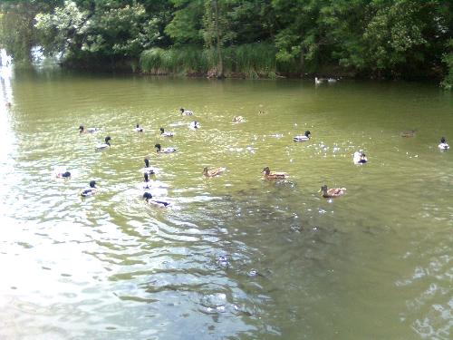Lots of ducks - and fish, as this is one of the pictures taken today, 26 of may here in Bucharest Romania in A.I.Cuza Park where we fed them with seed bread.