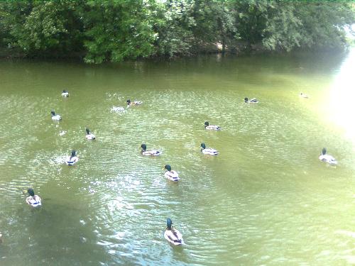 Ducks and fish frenzy - This is another of the pictures taken today, 26 of may here in Bucharest Romania in A.I.Cuza Park where we fed them with seed bread