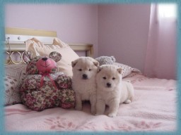 Shiba Inu Puppies at my sisters home - I love Shiba Inu puppies, they are the most adorable ones!