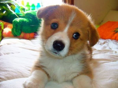 Cute Welsh Corgi Type puppy - Welsh Corgi who is 4 months old. He is the little one at home, very timid and fearful.
