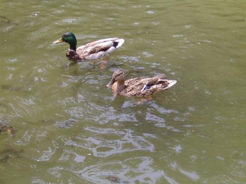 Duck family and fish - Here is a duck couple and lots of fish looking for seed bread.