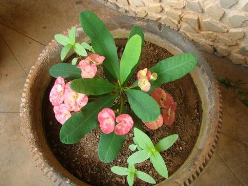 Baby euphorbia - This plant is grown either from branches that the mother plant has given out or from the inflorescence.
