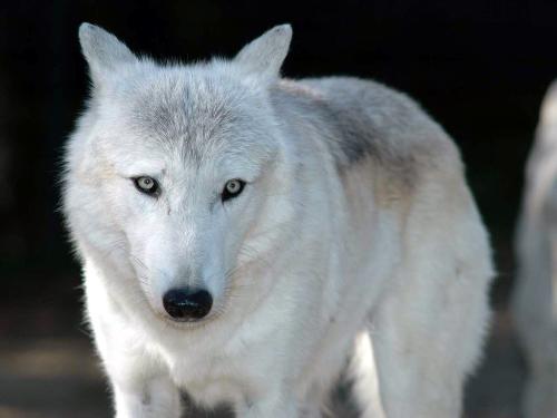 an Husky - I like this type of dogs very much!