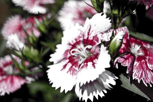 Flowers! - The first blooming flowers in my garden.