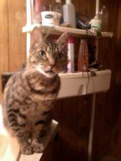 Tigger - This is my kitty on the bathroom sink. 