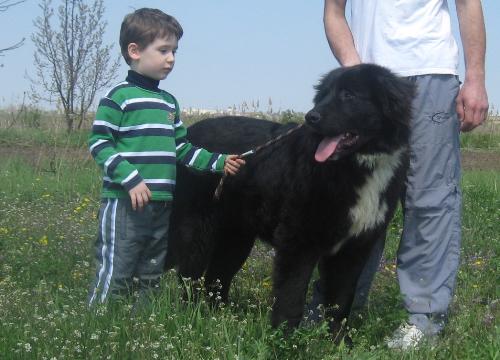Romanian shepherd Corb - A new breed originated in Romania. It hasn't been recognized by FCI yet.