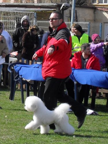 Bichon a Poil Frise - In the show ring at CAC Brasov 2011