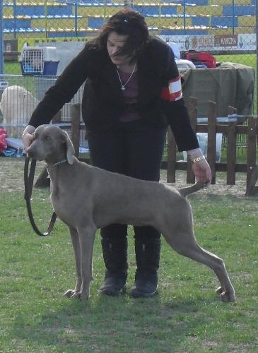 Weimaranner - In the show ring at CAC Brasov 2011