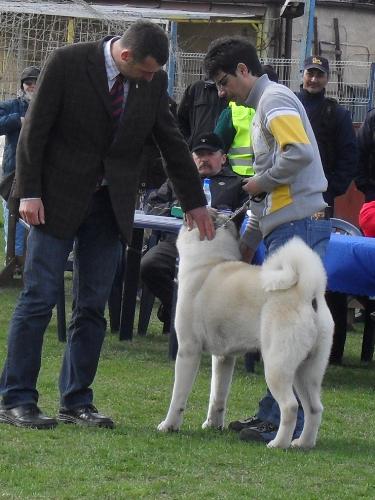 American Akita - In the show ring at CAC Brasov