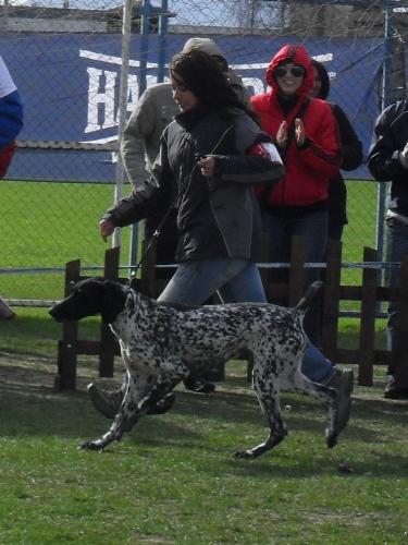 German Pointer - In the show ring at CAC Brasov 2011