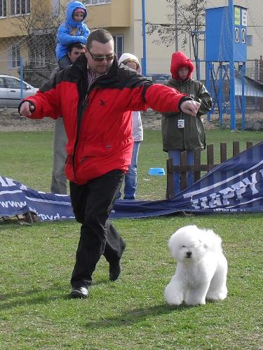 Bichon a Poil Frise - In the show ring at CAC Brasov