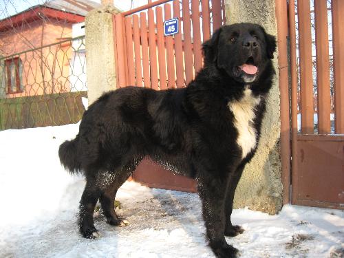 Romanian shepherd Corb - Ciobanesc negru de Dambovita is the original name of this breed.