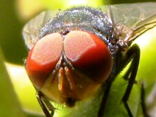 fly - A house fly. f:2.8 35mm macro shot, 1:250. Holga Camera