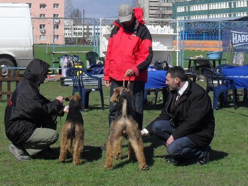 Airedales - Being judged in the show ring at CAC Brasov 2011