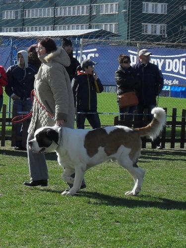 Saint Bernard - Being judged in the show ring at CAC Brasov 2011