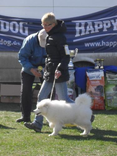 Samoyed - Being judged in the show ring at CAC Brasov 2011