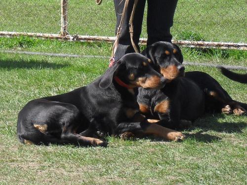 Transylvanian Hounds - Waiting to enter the show ring at CAC Brasov 2011