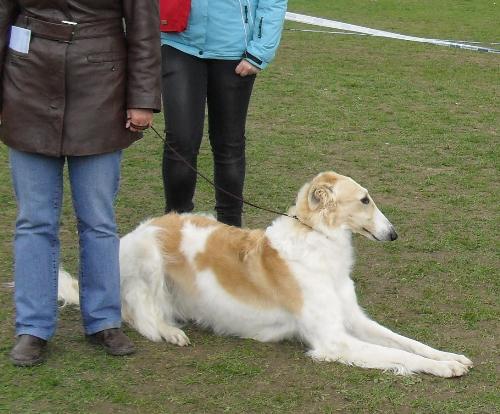 Borzoi - Waiting for his turn to enter the show ring at CAC Brasov 2011