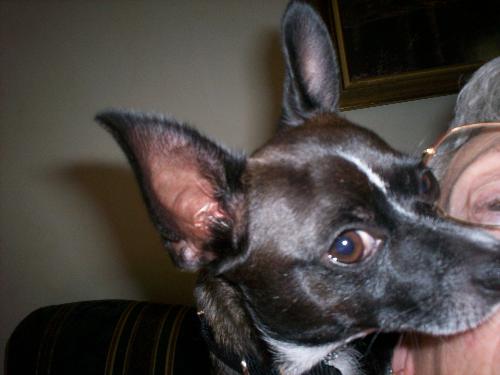 Pepi Reading - Pepi hanging over my shoulder.