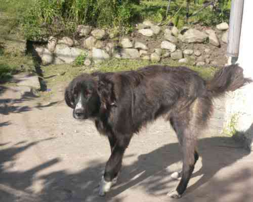 Romanian shepherd Corb - A Romanian new breed