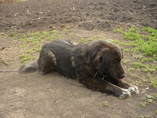 Romanian shepherd Corb - A Romanian new breed
