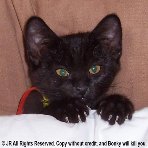 Bonky the Fierce Kitten - Bonky threatens anyone who copies this photo without permission!