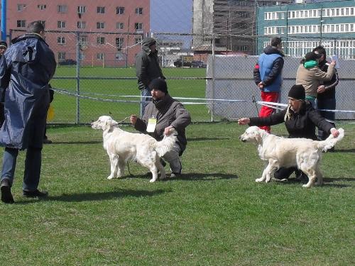 Golden Retrievers - Being judged in the show ring at CAC Brasov 2011