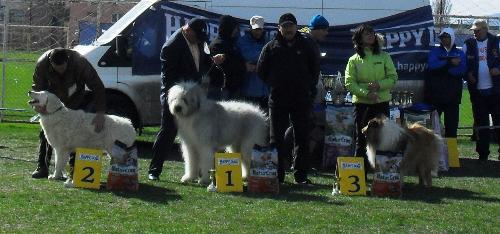 Romanian Shepherds - Being judged in the show ring at CAC Brasov 2011