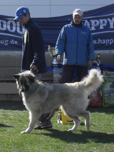Romanian Shepherd - Carpatin - Being judged in the show ring at CAC Brasov 2011