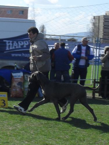 Great Dane - Being judged in the show ring at CAC Brasov 2011