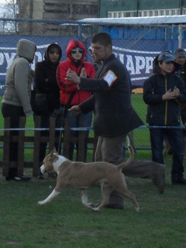 Amstaff - Being judged in the show ring at CAC Brasov 2011