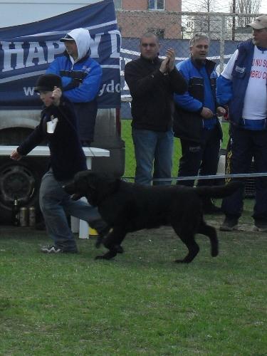 Labrador - Being judged in the show ring at CAC Brasov 2011