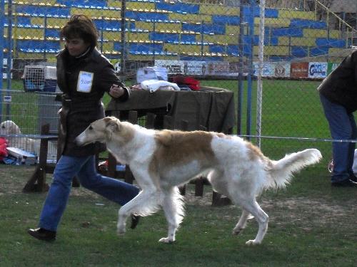 Borzoi - Being judged in the show ring at CAC Brasov 2011