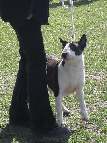 Bullterrier - Being judged in the show ring at CAC Brasov 2011